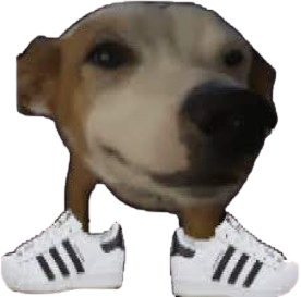Dog in Sneakers